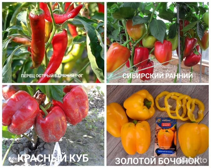 Рассада помидор, овощей и цветов