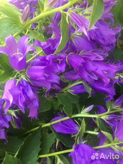 Колокольчик