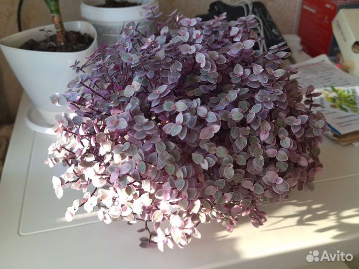 Каллизия розовая пантера