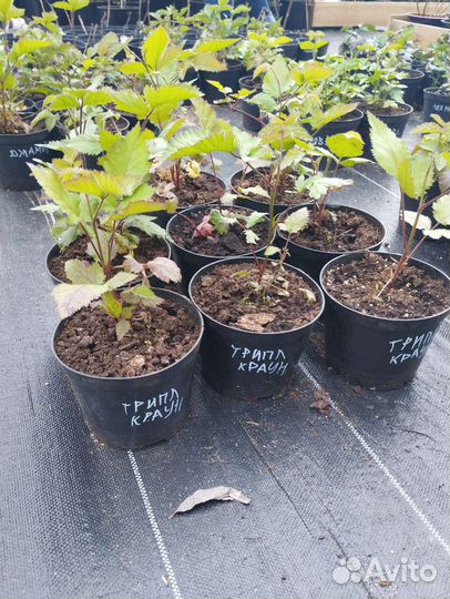 Саженцы ежевики