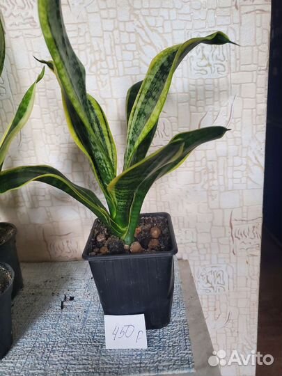 Сансевиерия