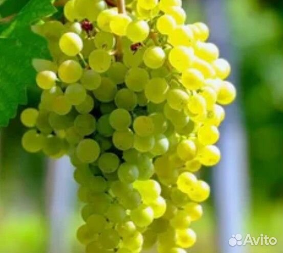 Куст винограда