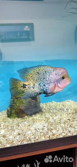 Рыбка Фловер хорн