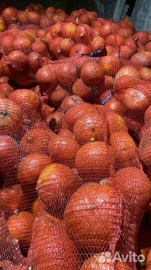 Тыква Оранж