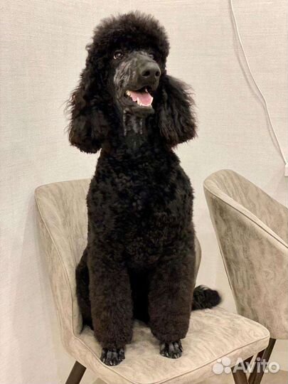 Королевский Пудель Борис приглашает даму на чай