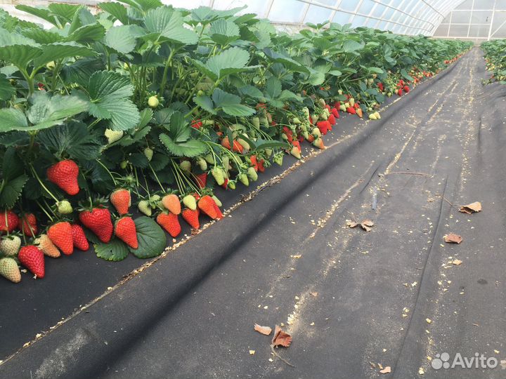 Аренда теплиц с клубникой