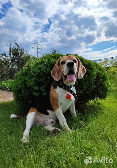 Вязка/случка