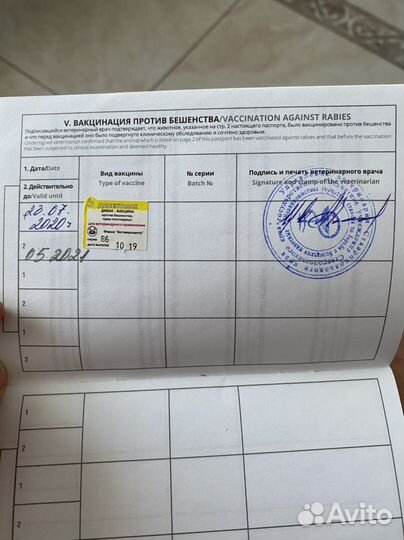 Бультерьер