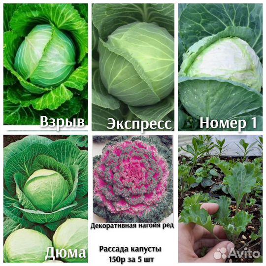 Рассада томат, огурец, перец, баклажан, капуста