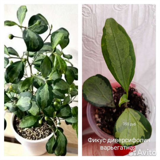 Комнатные цветы