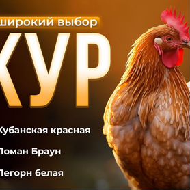 Куры Несушки