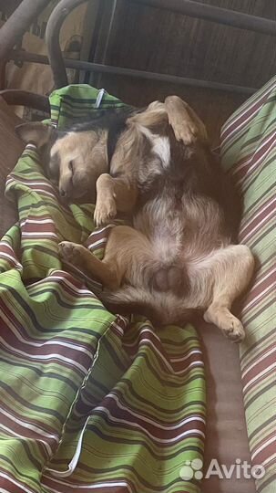 Собака тойтерьер