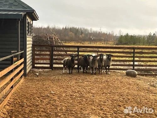 Пастух, дояр, скотник
