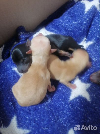 Той-терьер щенки