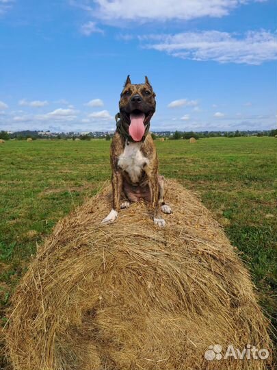 Вязка, случка