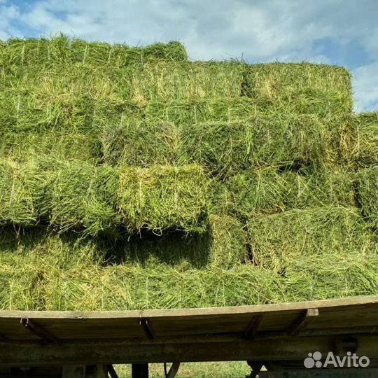 Сено луговое