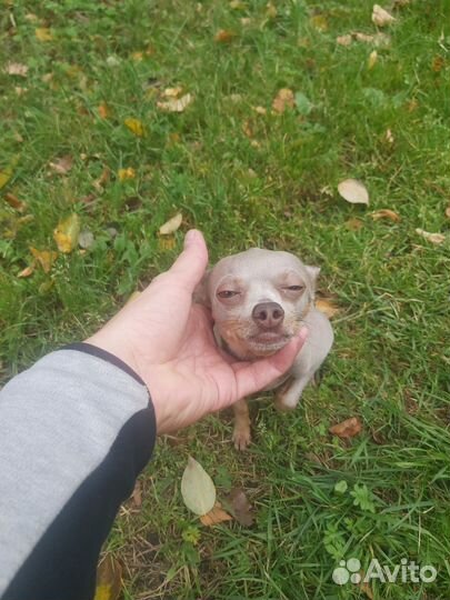 Русский той-терьер вязка