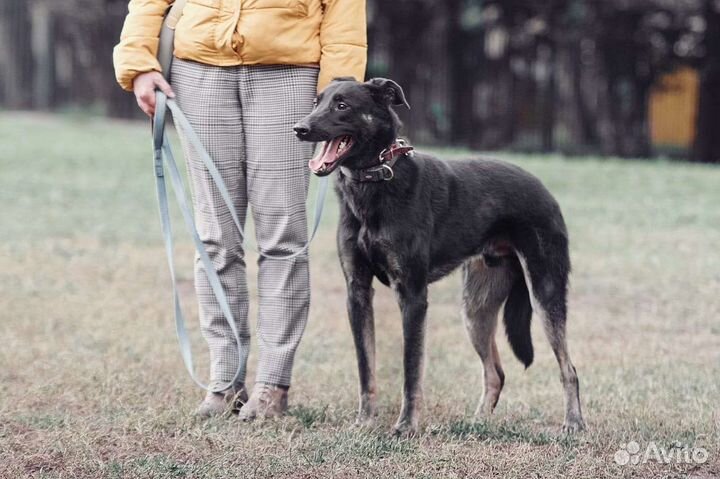 Брут ищет любящую семью