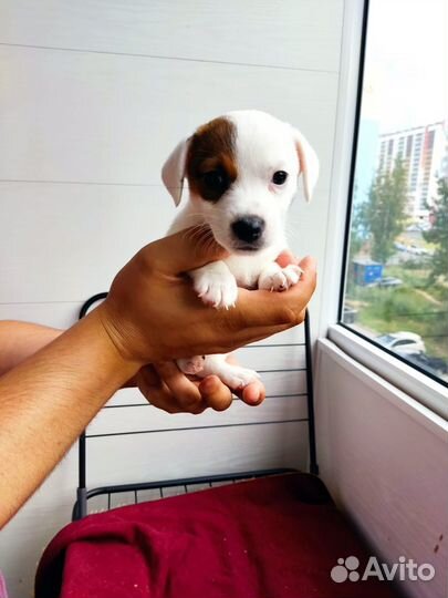 Щенки джек Рассел терьер