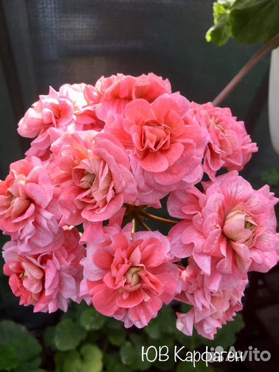 Пеларгонии сортовые