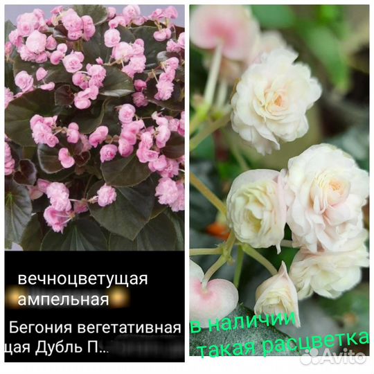 Бегония вечноцветущая и бегония беллекония