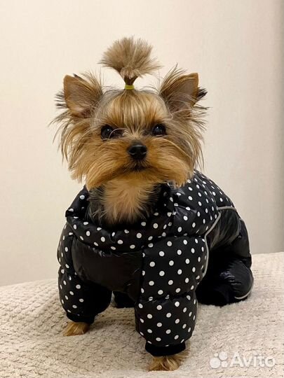 Зимний комбинезон и обувь для маленькой собачки