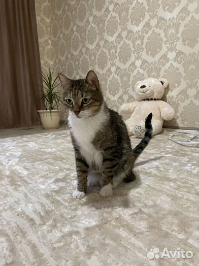 Кот в добрые руки