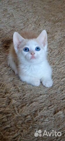 Манчкин кот цветной с голубыми глазами объявление продам