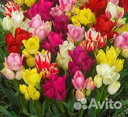 Луковицы тюльпанов многоцветковых