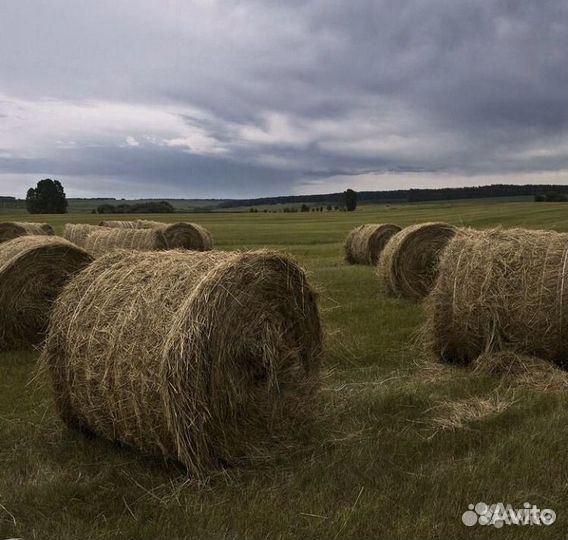 Сено в рулонах