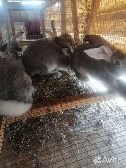 Кролики шиншилла