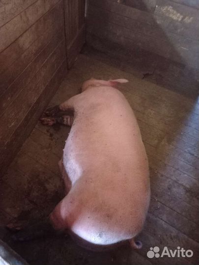 Порося русская белая