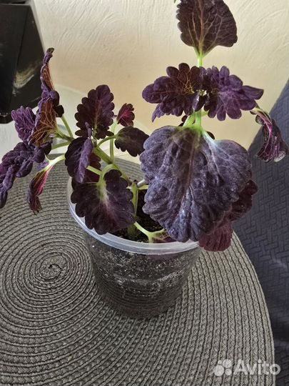 Колеусы сортовые