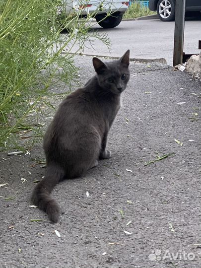 Котенок в добрые руки