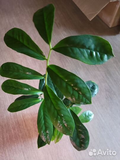 Замиокулькас, каладиум, спатифилум