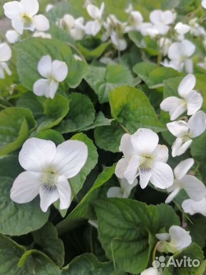 Фиалка садовая