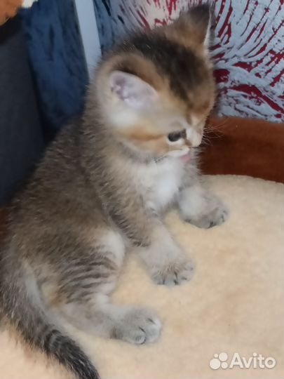 Золотой британский мальчик