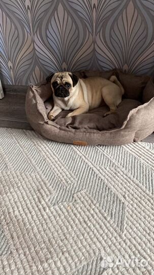 Вязка мопс девочка