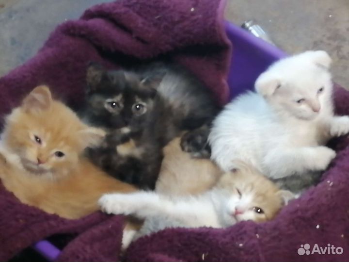 Котята бесплатно