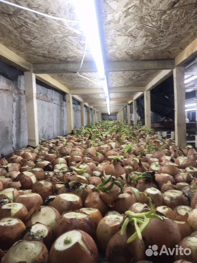 Луковая ферма