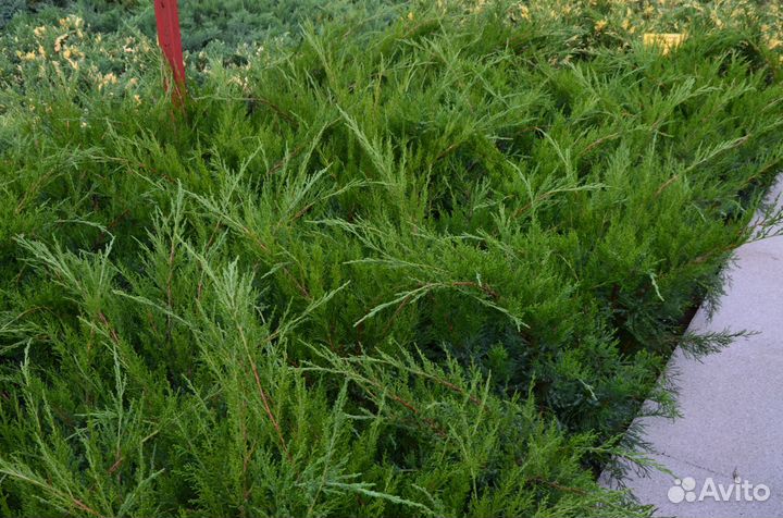 Можжевельник средний Минт Джулеп