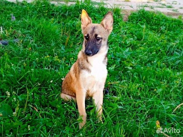 Рада, щенок 4 мес