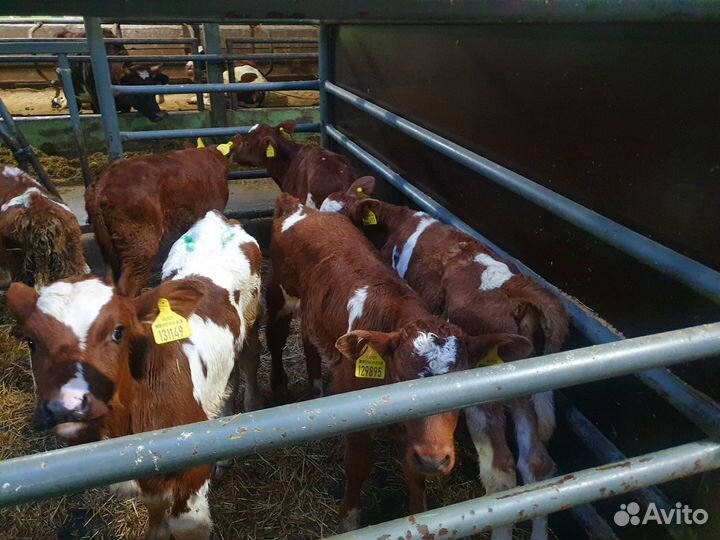 Бычки и телята