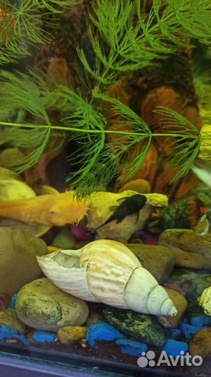 Сомики анциструсы