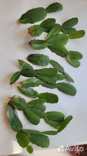 Рипсалидопсис