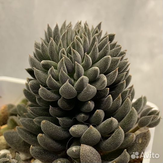 Крассула суккулент, крассула пубесценс