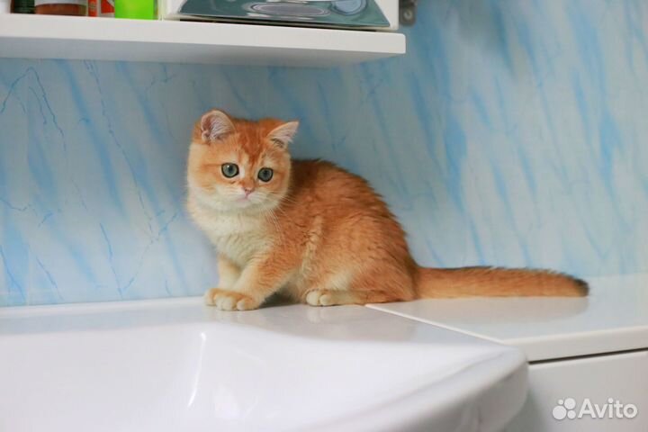 Яркий котик ny12 золотая шиншилла