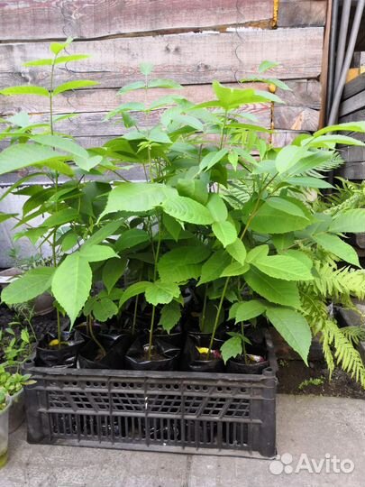 Манчжурский орех и дуб