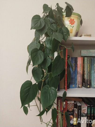 Сциндапсус