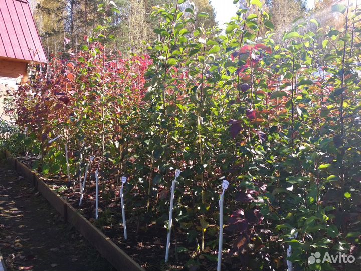 Саженцы плодовых, ягодных и декоративных культур